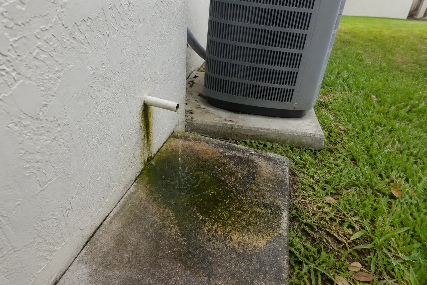 Clogged PVC condensate drain with algae